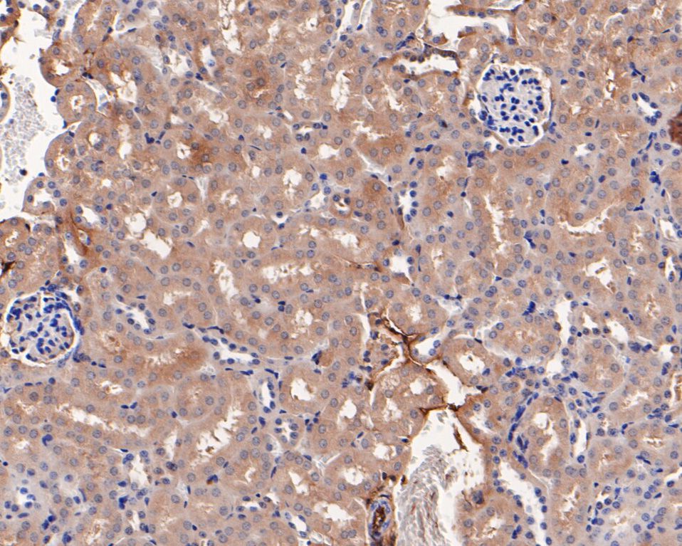 Immunohistochemical analysis of paraffin-embedded mouse kidney tissue using anti-NK-p44 antibody. The section was pre-treated using heat mediated antigen retrieval with Tris-EDTA buffer (pH 8.0-8.4) for 20 minutes.The tissues were blocked in 5% BSA for 30 minutes at room temperature, washed with ddH2O and PBS, and then probed with the primary antibody (HA720070, 1/50) for 30 minutes at room temperature. The detection was performed using an HRP conjugated compact polymer system. DAB was used as the chromogen. Tissues were counterstained with hematoxylin and mounted with DPX.