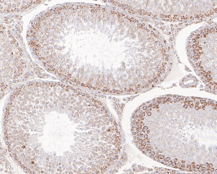 Immunohistochemical analysis of paraffin-embedded rat testis tissue using anti-SAMM50 antibody. The section was pre-treated using heat mediated antigen retrieval with Tris-EDTA buffer (pH 9.0) for 20 minutes.The tissues were blocked in 5% BSA for 30 minutes at room temperature, washed with ddH2O and PBS, and then probed with the primary antibody (HA720059, 1/200) for 30 minutes at room temperature. The detection was performed using an HRP conjugated compact polymer system. DAB was used as the chromogen. Tissues were counterstained with hematoxylin and mounted with DPX.