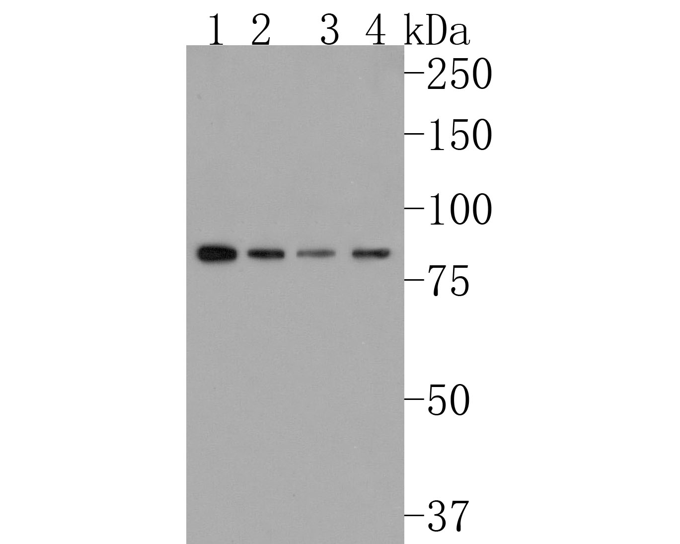 Western blot analysis of HOOK2 on different lysates. Proteins were transferred to a PVDF membrane and blocked with 5% NFDM/TBST for 1 hour at room temperature. The primary antibody (HA720057, 1/500) was used in 5% NFDM/TBST at room temperature for 2 hours. Goat Anti-Rabbit IgG - HRP Secondary Antibody (HA1001) at 1:200,000 dilution was used for 1 hour at room temperature.<br />
Positive control: <br />
Lane 1: Hela cell lysate<br />
Lane 2: 293 cell lysate<br />
Lane 3: HepG2 cell lysate<br />
Lane 4: Rat brain tissue lysate