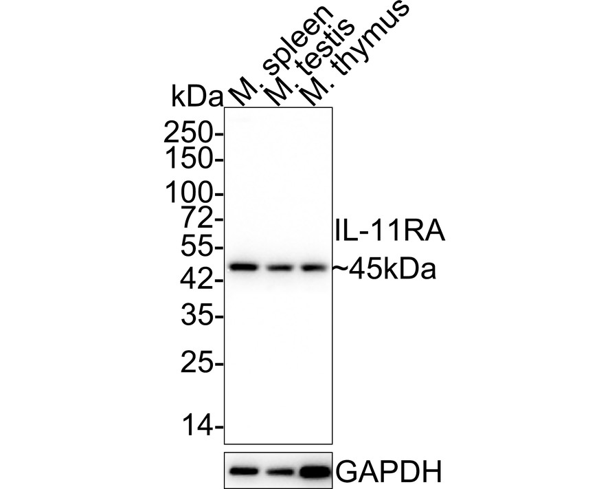Western blot analysis of IL-11RA on Jurkat cell lysates. Proteins were transferred to a PVDF membrane and blocked with 5% NFDM/TBST for 1 hour at room temperature. The primary antibody (HA720044, 1/500) was used in 5% NFDM/TBST at room temperature for 2 hours. Goat Anti-Rabbit IgG - HRP Secondary Antibody (HA1001) at 1:200,000 dilution was used for 1 hour at room temperature.