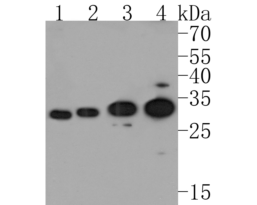 Western blot analysis of EDN3 on different lysates. Proteins were transferred to a PVDF membrane and blocked with 5% BSA in PBS for 1 hour at room temperature. The primary antibody (HA500241, 1/500) was used in 5% BSA at room temperature for 2 hours. Goat Anti-Rabbit IgG - HRP Secondary Antibody (HA1001) at 1:200,000 dilution was used for 1 hour at room temperature.<br />
Positive control: <br />
Lane 1: Raji cell lysate<br />
Lane 2: 293 cell lysate<br />
Lane 3: MCF-7 cell lysate<br />
Lane 4: SW480 cell lysate