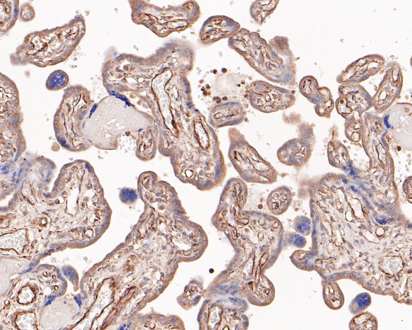 Immunohistochemical analysis of paraffin-embedded human placenta tissue using anti-EDN3 antibody. The section was pre-treated using heat mediated antigen retrieval with Tris-EDTA buffer (pH 9.0) for 20 minutes.The tissues were blocked in 5% BSA for 30 minutes at room temperature, washed with ddH2O and PBS, and then probed with the primary antibody (HA500241, 1/400) for 30 minutes at room temperature. The detection was performed using an HRP conjugated compact polymer system. DAB was used as the chromogen. Tissues were counterstained with hematoxylin and mounted with DPX.