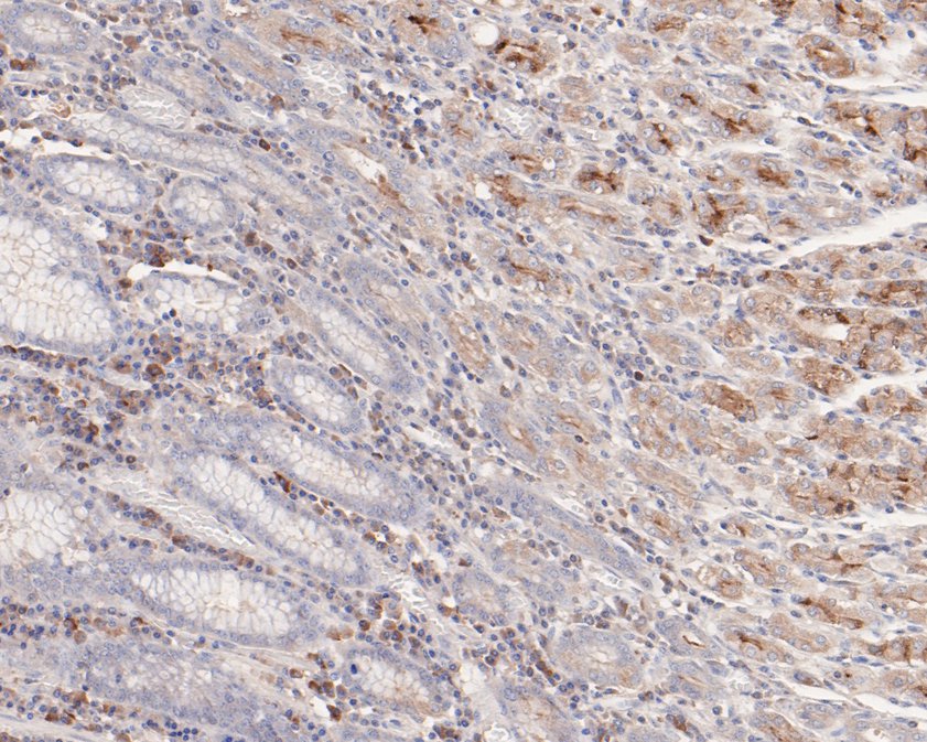 Immunohistochemical analysis of paraffin-embedded human stomach tissue using anti-BTNL8 antibody. The section was pre-treated using heat mediated antigen retrieval with Tris-EDTA buffer (pH 9.0) for 20 minutes.The tissues were blocked in 1% BSA for 30 minutes at room temperature, washed with ddH2O and PBS, and then probed with the primary antibody (HA500240, 1/100) for 30 minutes at room temperature. The detection was performed using an HRP conjugated compact polymer system. DAB was used as the chromogen. Tissues were counterstained with hematoxylin and mounted with DPX.