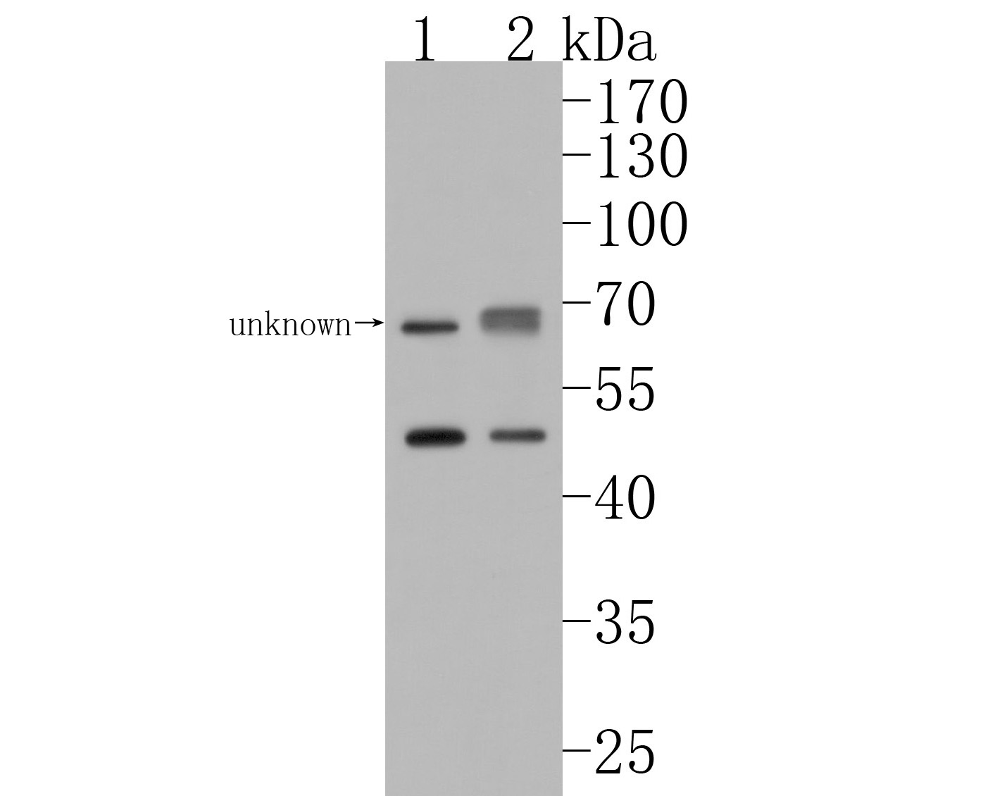 Western blot analysis of BTNL3 on different lysates. Proteins were transferred to a PVDF membrane and blocked with 5% BSA in PBS for 1 hour at room temperature. The primary antibody (HA500238, 1/500) was used in 5% BSA at room temperature for 2 hours. Goat Anti-Rabbit IgG - HRP Secondary Antibody (HA1001) at 1:200,000 dilution was used for 1 hour at room temperature.<br />
Positive control: <br />
Lane 1: HL-60 cell lysate<br />
Lane 2: Human small intestine tissue lysate