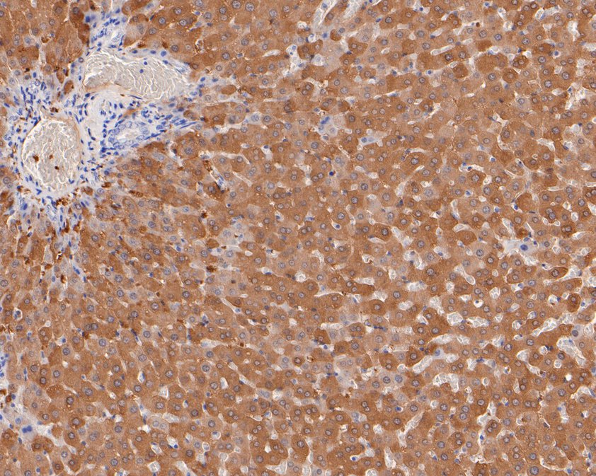 Immunohistochemical analysis of paraffin-embedded rat liver tissue using anti-MAT1A antibody. The section was pre-treated using heat mediated antigen retrieval with Tris-EDTA buffer (pH 8.0-8.4) for 20 minutes.The tissues were blocked in 5% BSA for 30 minutes at room temperature, washed with ddH2O and PBS, and then probed with the primary antibody (HA500232, 1/400) for 30 minutes at room temperature. The detection was performed using an HRP conjugated compact polymer system. DAB was used as the chromogen. Tissues were counterstained with hematoxylin and mounted with DPX.