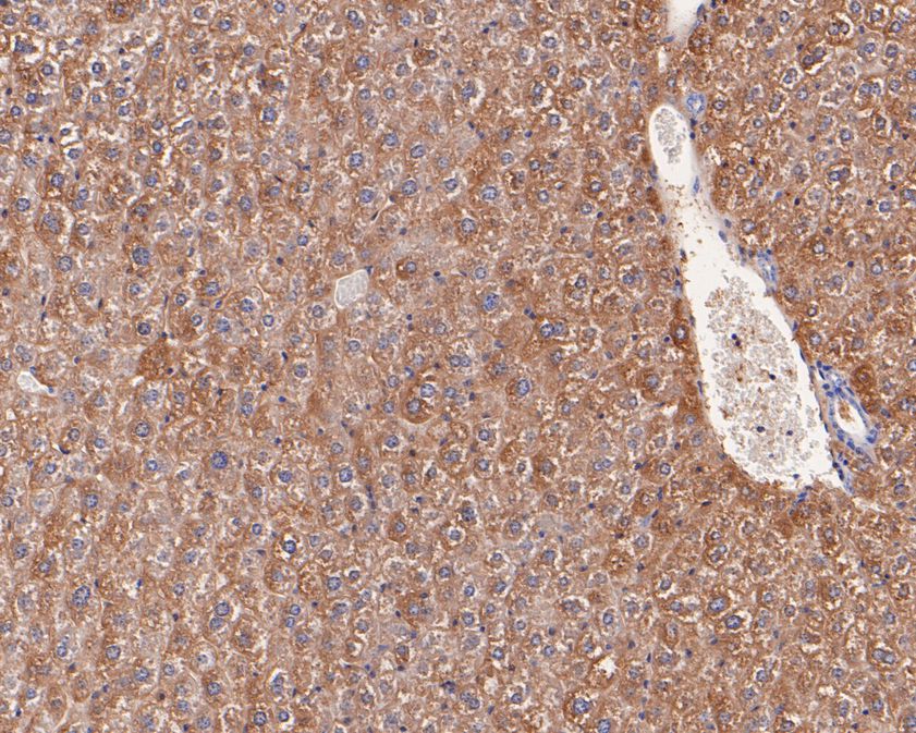 Immunohistochemical analysis of paraffin-embedded mouse liver tissue using anti-MAT1A antibody. The section was pre-treated using heat mediated antigen retrieval with Tris-EDTA buffer (pH 8.0-8.4) for 20 minutes.The tissues were blocked in 5% BSA for 30 minutes at room temperature, washed with ddH2O and PBS, and then probed with the primary antibody (HA500232, 1/400) for 30 minutes at room temperature. The detection was performed using an HRP conjugated compact polymer system. DAB was used as the chromogen. Tissues were counterstained with hematoxylin and mounted with DPX.
