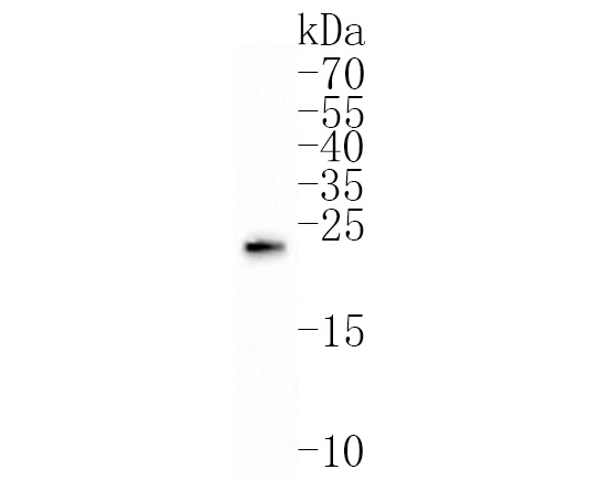 Western blot analysis of PRDC on CAL62 cell lysates. Proteins were transferred to a PVDF membrane and blocked with 5% BSA in PBS for 1 hour at room temperature. The primary antibody (HA500225, 1/500) was used in 5% BSA at room temperature for 2 hours. Goat Anti-Rabbit IgG - HRP Secondary Antibody (HA1001) at 1:200,000 dilution was used for 1 hour at room temperature.