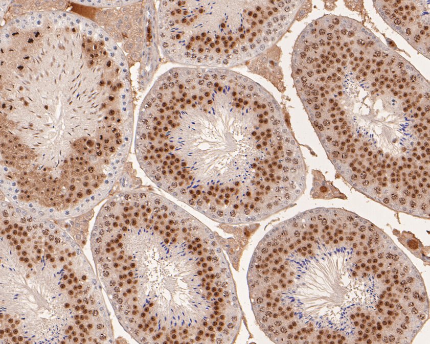 Immunohistochemical analysis of paraffin-embedded rat testis tissue using anti-NC2 alpha antibody. The section was pre-treated using heat mediated antigen retrieval with sodium citrate buffer (pH 6.0) for 20 minutes. The tissues were blocked in 1% BSA for 30 minutes at room temperature, washed with ddH2O and PBS, and then probed with the primary antibody (HA500224, 1/400)  for 30 minutes at room temperature. The detection was performed using an HRP conjugated compact polymer system. DAB was used as the chromogen. Tissues were counterstained with hematoxylin and mounted with DPX.
