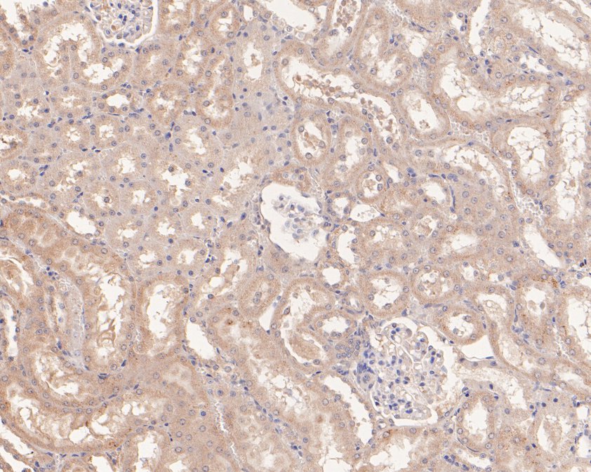 Immunohistochemical analysis of paraffin-embedded rat kidney tissue using anti-Cytochrome b-c1 complex subunit 9/UQCR10 antibody. The section was pre-treated using heat mediated antigen retrieval with Tris-EDTA buffer (pH 9.0) for 20 minutes.The tissues were blocked in 5% BSA for 30 minutes at room temperature, washed with ddH2O and PBS, and then probed with the primary antibody (HA500222, 1/100) for 30 minutes at room temperature. The detection was performed using an HRP conjugated compact polymer system. DAB was used as the chromogen. Tissues were counterstained with hematoxylin and mounted with DPX.