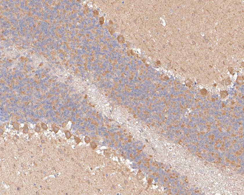 Immunohistochemical analysis of paraffin-embedded rat cerebellum tissue using anti-p53R2 antibody. The section was pre-treated using heat mediated antigen retrieval with sodium citrate buffer (pH 6.0) for 20 minutes. The tissues were blocked in 1% BSA for 30 minutes at room temperature, washed with ddH2O and PBS, and then probed with the primary antibody (HA500218, 1/400)  for 30 minutes at room temperature. The detection was performed using an HRP conjugated compact polymer system. DAB was used as the chromogen. Tissues were counterstained with hematoxylin and mounted with DPX.