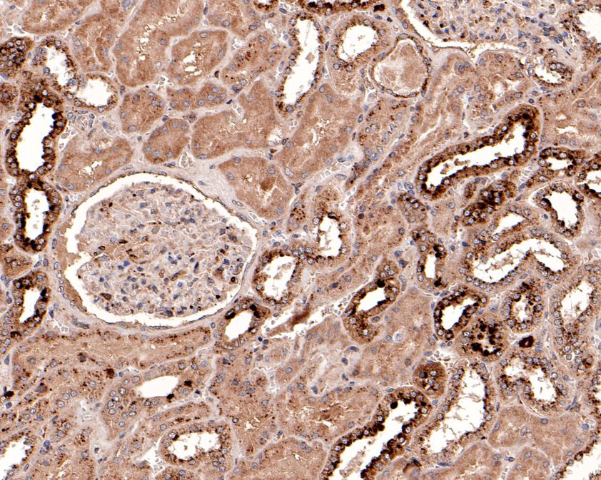 Immunohistochemical analysis of paraffin-embedded human kidney tissue using anti-KCNK6 antibody. The section was pre-treated using heat mediated antigen retrieval with Tris-EDTA buffer (pH 8.0-8.4) for 20 minutes.The tissues were blocked in 5% BSA for 30 minutes at room temperature, washed with ddH2O and PBS, and then probed with the primary antibody (HA500213, 1/100) for 30 minutes at room temperature. The detection was performed using an HRP conjugated compact polymer system. DAB was used as the chromogen. Tissues were counterstained with hematoxylin and mounted with DPX.