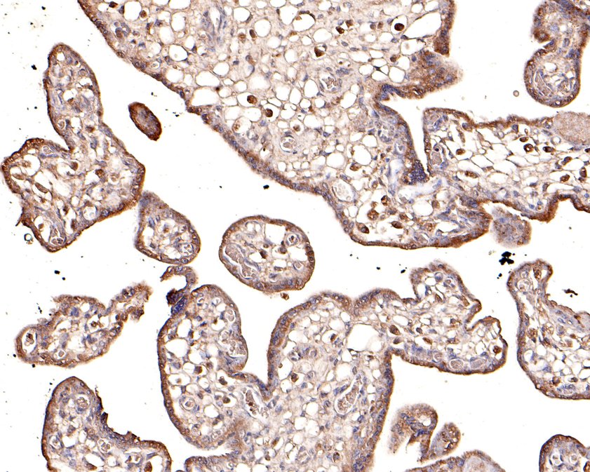 Immunohistochemical analysis of paraffin-embedded human placenta tissue using anti-KCNK6 antibody. The section was pre-treated using heat mediated antigen retrieval with Tris-EDTA buffer (pH 8.0-8.4) for 20 minutes.The tissues were blocked in 5% BSA for 30 minutes at room temperature, washed with ddH2O and PBS, and then probed with the primary antibody (HA500213, 1/100) for 30 minutes at room temperature. The detection was performed using an HRP conjugated compact polymer system. DAB was used as the chromogen. Tissues were counterstained with hematoxylin and mounted with DPX.