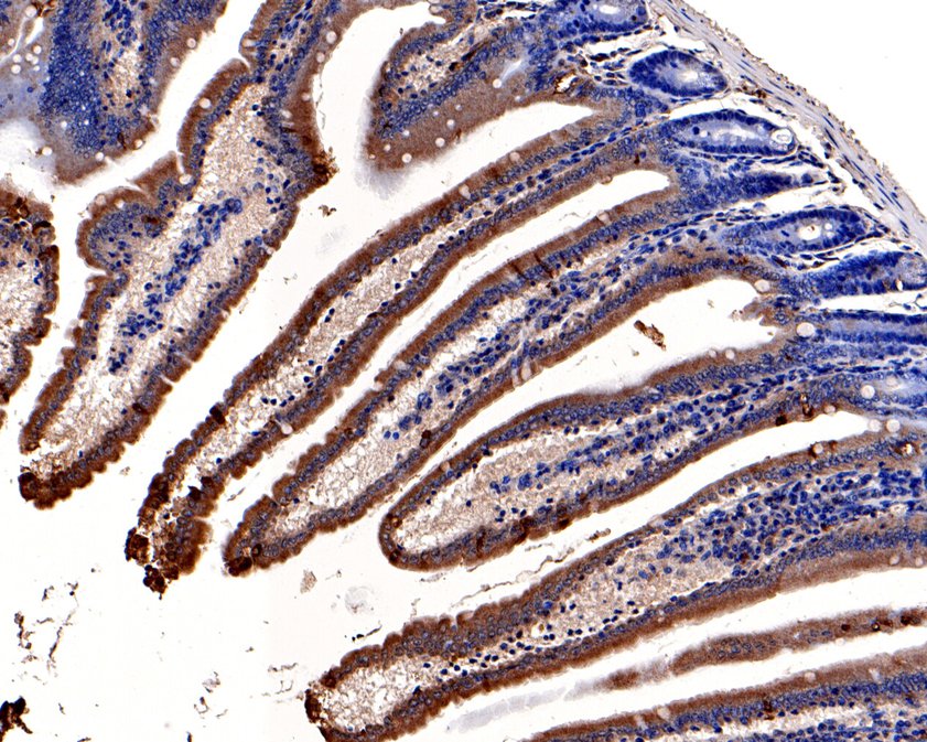 Immunohistochemical analysis of paraffin-embedded mouse small intestine tissue using anti-KCNK6 antibody. The section was pre-treated using heat mediated antigen retrieval with Tris-EDTA buffer (pH 8.0-8.4) for 20 minutes.The tissues were blocked in 5% BSA for 30 minutes at room temperature, washed with ddH2O and PBS, and then probed with the primary antibody (HA500213, 1/100) for 30 minutes at room temperature. The detection was performed using an HRP conjugated compact polymer system. DAB was used as the chromogen. Tissues were counterstained with hematoxylin and mounted with DPX.