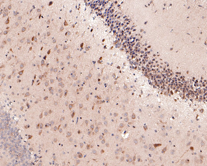 Immunohistochemical analysis of paraffin-embedded rat brain tissue using anti-KCNK6 antibody. The section was pre-treated using heat mediated antigen retrieval with Tris-EDTA buffer (pH 8.0-8.4) for 20 minutes.The tissues were blocked in 5% BSA for 30 minutes at room temperature, washed with ddH2O and PBS, and then probed with the primary antibody (HA500213, 1/100) for 30 minutes at room temperature. The detection was performed using an HRP conjugated compact polymer system. DAB was used as the chromogen. Tissues were counterstained with hematoxylin and mounted with DPX.