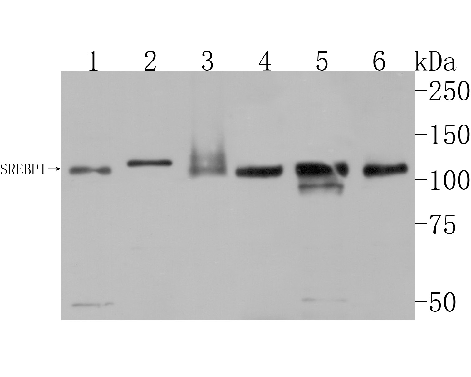 Western blot analysis of SREBP1 on different lysates. Proteins were transferred to a PVDF membrane and blocked with 5% BSA in PBS for 1 hour at room temperature. The primary antibody (HA500210, 1/500) was used in 5% BSA at room temperature for 2 hours. Goat Anti-Rabbit IgG - HRP Secondary Antibody (HA1001) at 1:200,000 dilution was used for 1 hour at room temperature.<br />
Positive control: <br />
Lane 1: HepG2 cell lysate<br />
Lane 2: Mouse heart tissue lysate<br />
Lane 3: Mouse liver tissue lysate<br />
Lane 4: 293 cell lysate<br />
Lane 5: Jurkat cell lysate<br />
Lane 6: A549 cell lysate