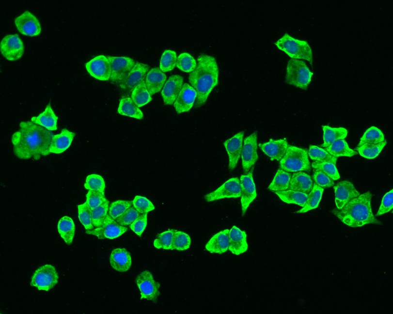 ICC staining of SREBP1 in Hela cells (green). Formalin fixed cells were permeabilized with 0.1% Triton X-100 in TBS for 10 minutes at room temperature and blocked with 1% Blocker BSA for 15 minutes at room temperature. Cells were probed with the primary antibody (HA500210, 1/200) for 1 hour at room temperature, washed with PBS. Alexa Fluor®488 Goat anti-Rabbit IgG was used as the secondary antibody at 1/1,000 dilution. The nuclear counter stain is DAPI (blue).