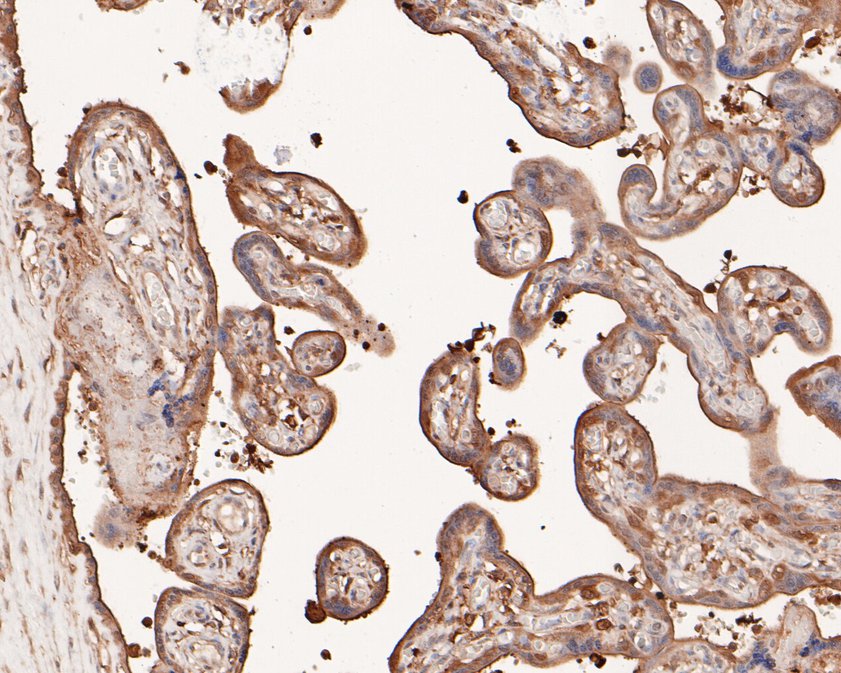 Immunohistochemical analysis of paraffin-embedded human placenta tissue using anti-SREBP1 antibody. The section was pre-treated using heat mediated antigen retrieval with sodium citrate buffer (pH 6.0) for 20 minutes. The tissues were blocked in 5% BSA for 30 minutes at room temperature, washed with ddH2O and PBS, and then probed with the primary antibody (HA500210, 1/400)  for 30 minutes at room temperature. The detection was performed using an HRP conjugated compact polymer system. DAB was used as the chromogen. Tissues were counterstained with hematoxylin and mounted with DPX.