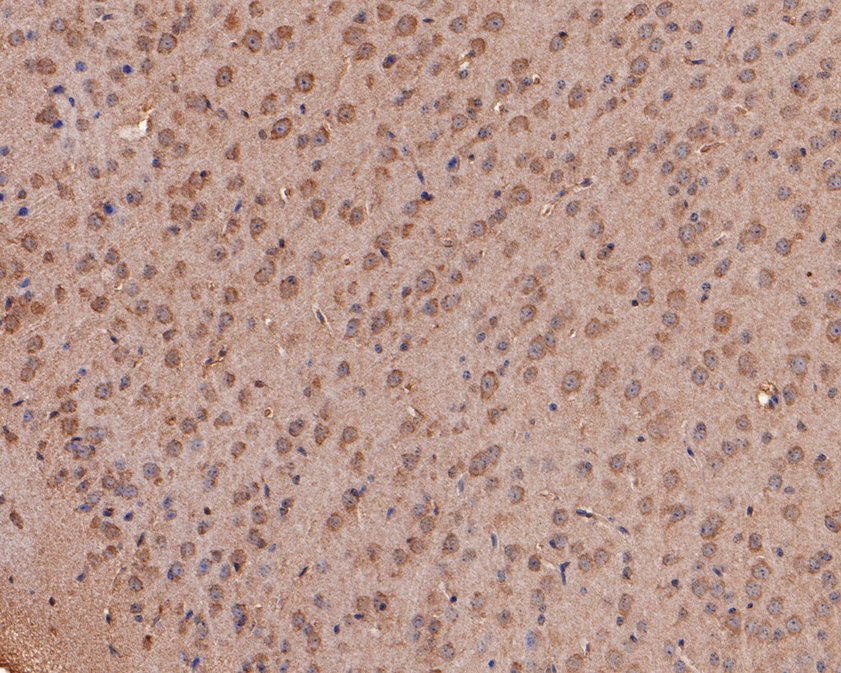 Immunohistochemical analysis of paraffin-embedded mouse brain tissue using anti-NMBR antibody. The section was pre-treated using heat mediated antigen retrieval with Tris-EDTA buffer (pH 9.0) for 20 minutes.The tissues were blocked in 1% BSA for 30 minutes at room temperature, washed with ddH2O and PBS, and then probed with the primary antibody (HA500253, 1/400) for 30 minutes at room temperature. The detection was performed using an HRP conjugated compact polymer system. DAB was used as the chromogen. Tissues were counterstained with hematoxylin and mounted with DPX.
