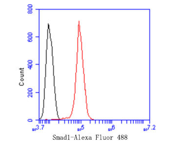 Flow cytometric analysis of Smad1 was done on Hela cells. The cells were fixed, permeabilized and stained with the primary antibody (ET1612-39, 1/50) (red). After incubation of the primary antibody at room temperature for an hour, the cells were stained with a Alexa Fluor®488 conjugate-Goat anti-Rabbit IgG Secondary antibody at 1/1000 dilution for 30 minutes.Unlabelled sample was used as a control (cells without incubation with primary antibody; black).