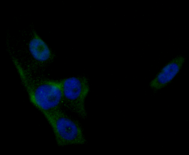 ICC staining of Phospholipase C gamma 1 in MCF-7 cells (green). Formalin fixed cells were permeabilized with 0.1% Triton X-100 in TBS for 10 minutes at room temperature and blocked with 10% negative goat serum for 15 minutes at room temperature. Cells were probed with the primary antibody (ET1611-25, 1/50) for 1 hour at room temperature, washed with PBS. Alexa Fluor®488 conjugate-Goat anti-Rabbit IgG was used as the secondary antibody at 1/1,000 dilution. The nuclear counter stain is DAPI (blue).
