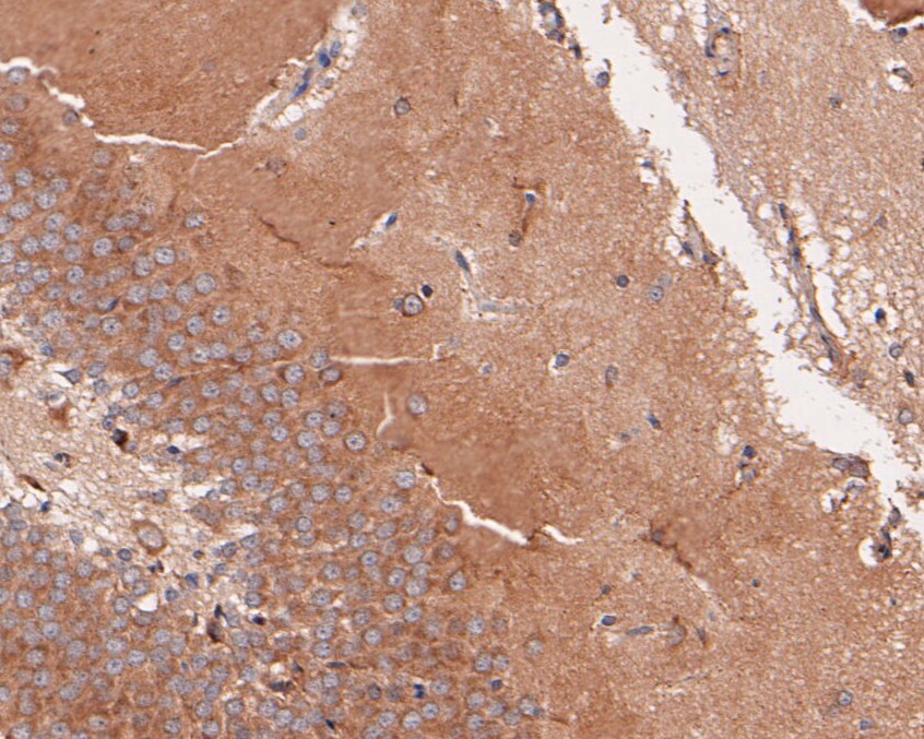 Immunohistochemical analysis of paraffin-embedded mouse brain tissue using anti-B3GAT1 antibody. The section was pre-treated using heat mediated antigen retrieval with Tris-EDTA buffer (pH 9.0) for 20 minutes.The tissues were blocked in 5% BSA for 30 minutes at room temperature, washed with ddH2O and PBS, and then probed with the primary antibody (HA500443, 1/50) for 30 minutes at room temperature. The detection was performed using an HRP conjugated compact polymer system. DAB was used as the chromogen. Tissues were counterstained with hematoxylin and mounted with DPX.