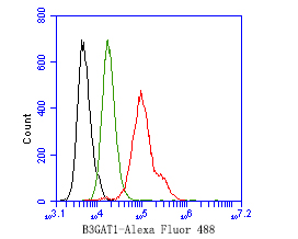 Flow cytometric analysis of B3GAT1 was done on SH-SY5Y cells. The cells were fixed, permeabilized and stained with the primary antibody (HA500443, 1ug/ml) (red) compared with Rabbit IgG, monoclonal  - Isotype Control (green). After incubation of the primary antibody at +4℃ for 1 hour, the cells were stained with a Alexa Fluor®488 conjugate-Goat anti-Rabbit IgG Secondary antibody at 1/1,000 dilution for 30 minutes at +4℃ (dark incubation).Unlabelled sample was used as a control (cells without incubation with primary antibody; black).