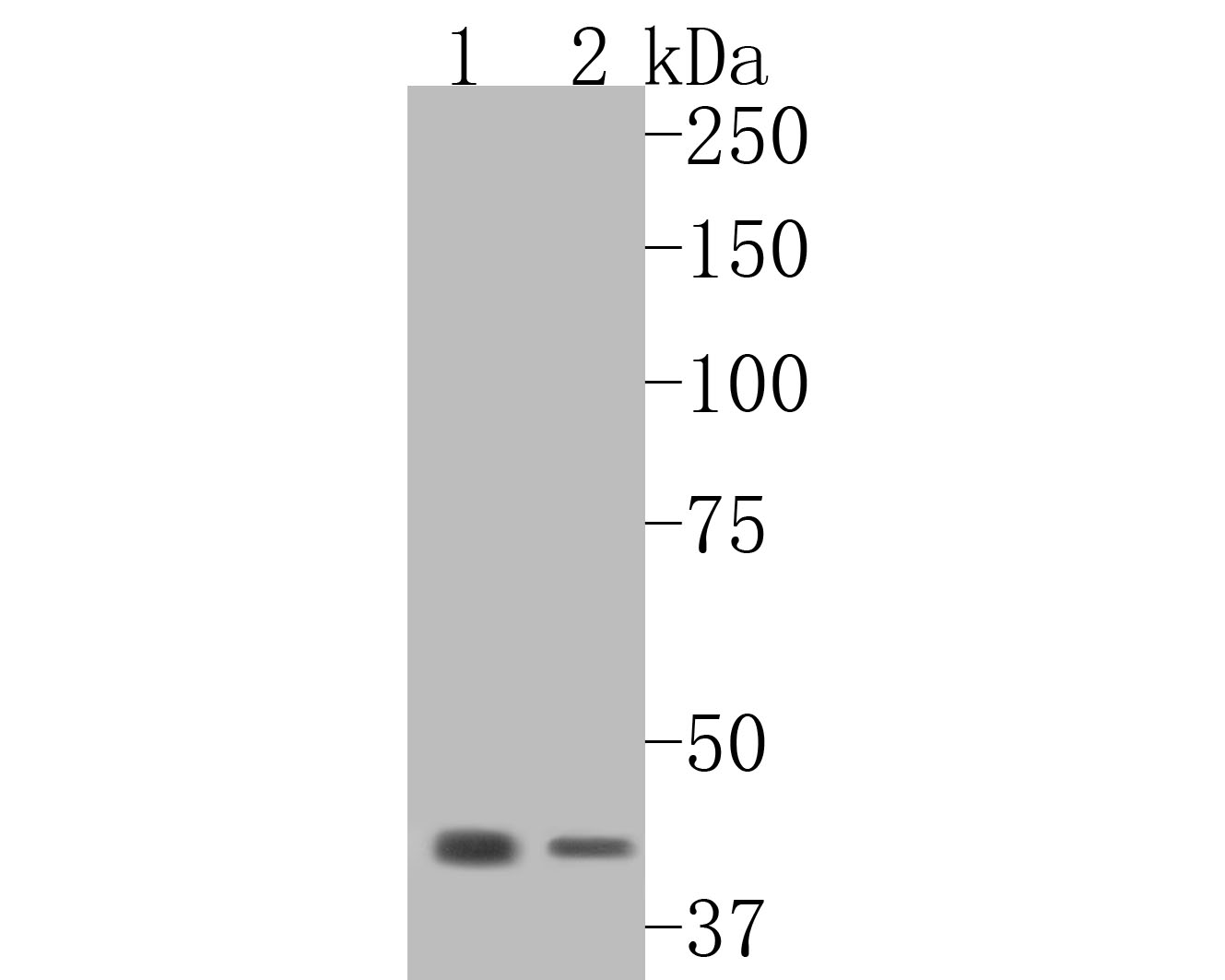 Western blot analysis of HMGCS2 on different lysates. Proteins were transferred to a PVDF membrane and blocked with 5% NFDM/TBST for 1 hour at room temperature. The primary antibody (HA720083, 1/500) was used in 5% NFDM/TBST at room temperature for 2 hours. Goat Anti-Rabbit IgG - HRP Secondary Antibody (HA1001) at 1:5,000 dilution was used for 1 hour at room temperature.<br />
Positive control: <br />
Lane 1: mouse kidney tissue lysate<br />
Lane 2: rat kidney tissue lysate<br />
<br />
Predicted band size: 56 kDa<br />
Observed band size: 45 kDa