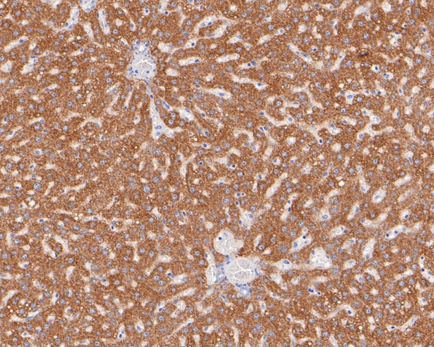 Immunohistochemical analysis of paraffin-embedded rat liver tissue using anti-HMGCS2 antibody. The section was pre-treated using heat mediated antigen retrieval with Tris-EDTA buffer (pH 8.0-8.4) for 20 minutes.The tissues were blocked in 5% BSA for 30 minutes at room temperature, washed with ddH2O and PBS, and then probed with the primary antibody (HA720083, 1/50) for 30 minutes at room temperature. The detection was performed using an HRP conjugated compact polymer system. DAB was used as the chromogen. Tissues were counterstained with hematoxylin and mounted with DPX.