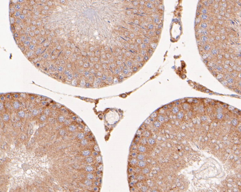 Immunohistochemical analysis of paraffin-embedded rat testis tissue using anti-Flightless 1 antibody. The section was pre-treated using heat mediated antigen retrieval with sodium citrate buffer (pH 6.0) for 20 minutes. The tissues were blocked in 5% BSA for 30 minutes at room temperature, washed with ddH2O and PBS, and then probed with the primary antibody (HA500167, 1/400)  for 30 minutes at room temperature. The detection was performed using an HRP conjugated compact polymer system. DAB was used as the chromogen. Tissues were counterstained with hematoxylin and mounted with DPX.