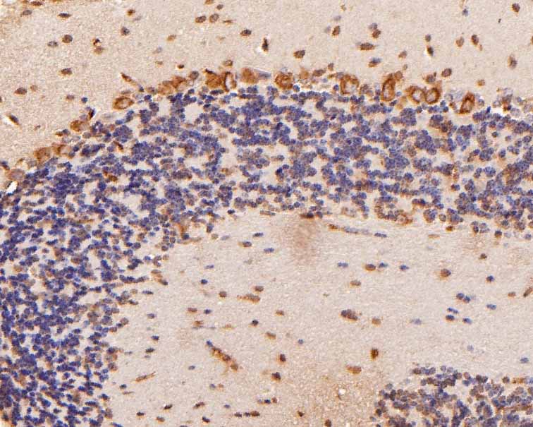 Elongation factor 1-gamma Rabbit Polyclonal Antibody - image 1