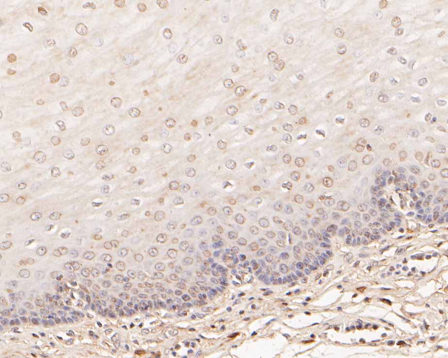 Elongation factor 1-gamma Rabbit Polyclonal Antibody - image 2