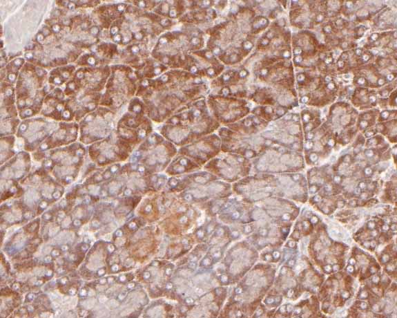 Immunohistochemical analysis of paraffin-embedded rat pancreas tissue using anti-EEF1G antibody. The section was pre-treated using heat mediated antigen retrieval with Tris-EDTA buffer (pH 9.0) for 20 minutes.The tissues were blocked in 5% BSA for 30 minutes at room temperature, washed with ddH2O and PBS, and then probed with the primary antibody (HA500258, 1/800) for 30 minutes at room temperature. The detection was performed using an HRP conjugated compact polymer system. DAB was used as the chromogen. Tissues were counterstained with hematoxylin and mounted with DPX.