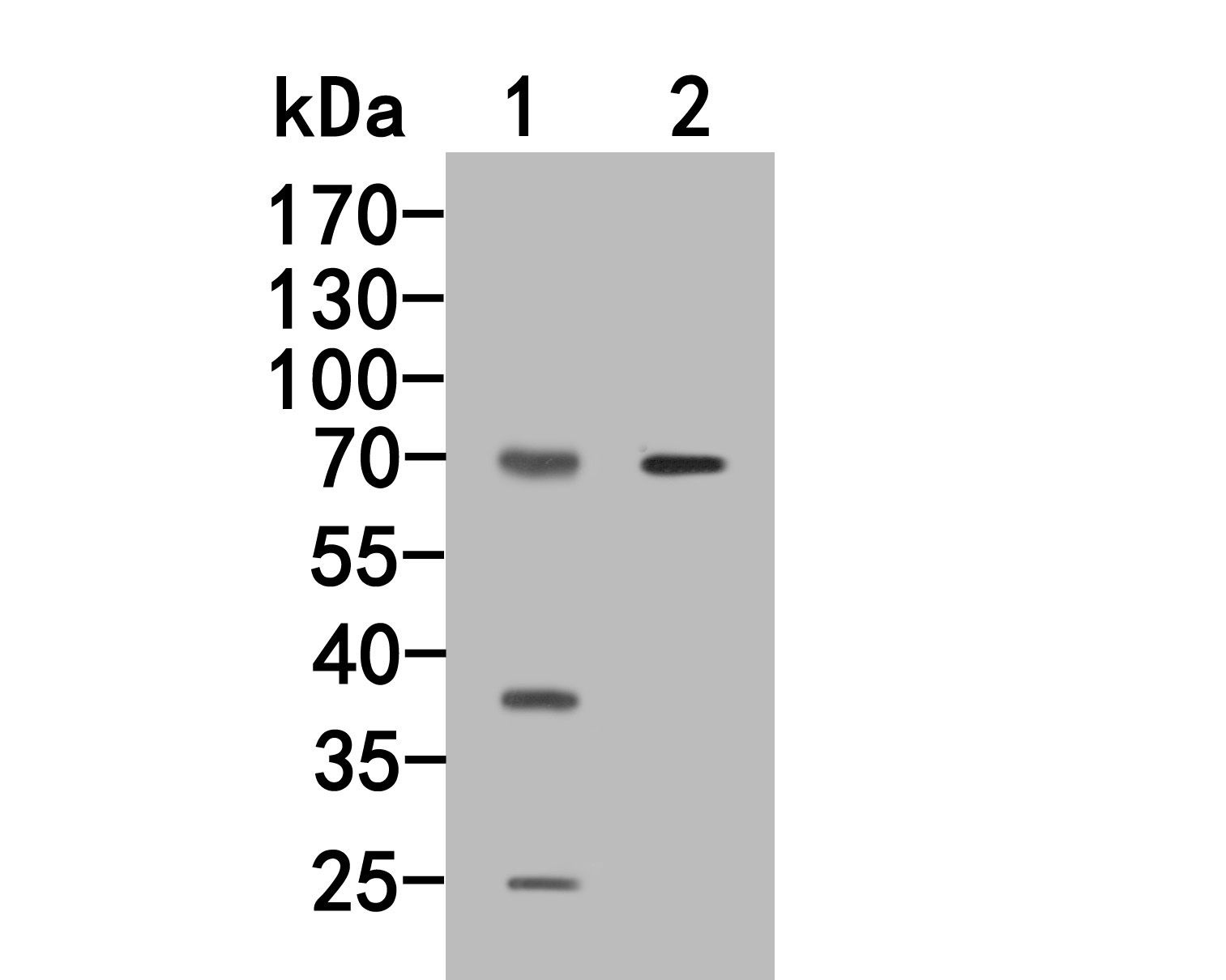 Western blot analysis of 2B4 on different lysates. Proteins were transferred to a PVDF membrane and blocked with 5% NFDM/TBST for 1 hour at room temperature. The primary antibody (HA500263, 1/500) was used in 5% NFDM/TBST at room temperature for 2 hours. Goat Anti-Rabbit IgG - HRP Secondary Antibody (HA1001) at 1:5,000 dilution was used for 1 hour at room temperature.<br />
Positive control: <br />
Lane 1: U937 cell lysate<br />
Lane 2: Rat brain tissue lysate