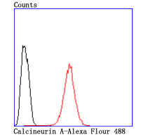 Flow cytometric analysis of Calcineurin A was done on Hela cells. The cells were fixed, permeabilized and stained with the primary antibody (ET1704-02, 1/50) (red). After incubation of the primary antibody at room temperature for an hour, the cells were stained with a Alexa Fluor®488 conjugate-Goat anti-Rabbit IgG Secondary antibody at 1/1,000 dilution for 30 minutes.Unlabelled sample was used as a control (cells without incubation with primary antibody; black).