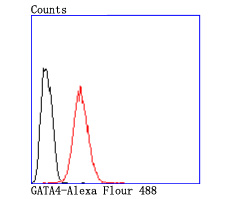 Flow cytometric analysis of GATA4 was done on Hela cells. The cells were fixed, permeabilized and stained with the primary antibody (ET1704-32, 1/50) (red). After incubation of the primary antibody at room temperature for an hour, the cells were stained with a Alexa Fluor®488 conjugate-Goat anti-Rabbit IgG Secondary antibody at 1/1000 dilution for 30 minutes.Unlabelled sample was used as a control (cells without incubation with primary antibody; black).