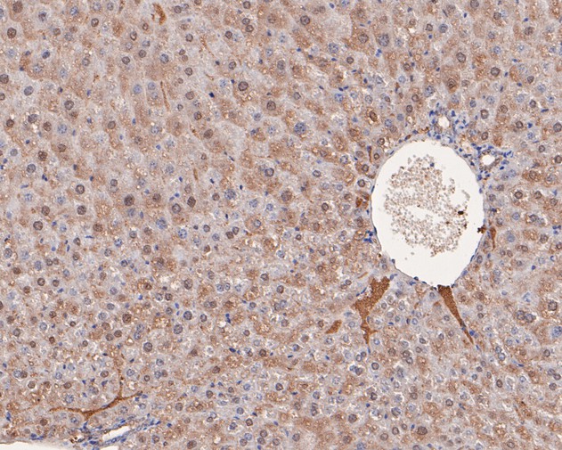 Immunohistochemical analysis of paraffin-embedded mouse liver tissue using anti-Triosephosphate isomerase antibody. The section was pre-treated using heat mediated antigen retrieval with sodium citrate buffer (pH 6.0) for 20 minutes. The tissues were blocked in 5% BSA for 30 minutes at room temperature, washed with ddH2O and PBS, and then probed with the primary antibody (HA500283, 1/400)  for 30 minutes at room temperature. The detection was performed using an HRP conjugated compact polymer system. DAB was used as the chromogen. Tissues were counterstained with hematoxylin and mounted with DPX.