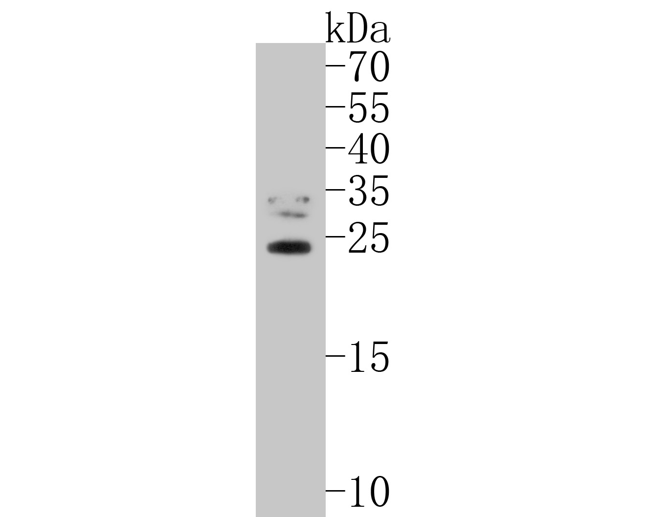 Western blot analysis of TIFY11A on rice tissue lysates. Proteins were transferred to a PVDF membrane and blocked with 5% NFDM/TBST for 1 hour at room temperature. The primary antibody (HA500265, 1/1,000) was used in 5% NFDM/TBST at room temperature for 2 hours. Goat Anti-Rabbit IgG - HRP Secondary Antibody (HA1001) at 1:200,000 dilution was used for 1 hour at room temperature.