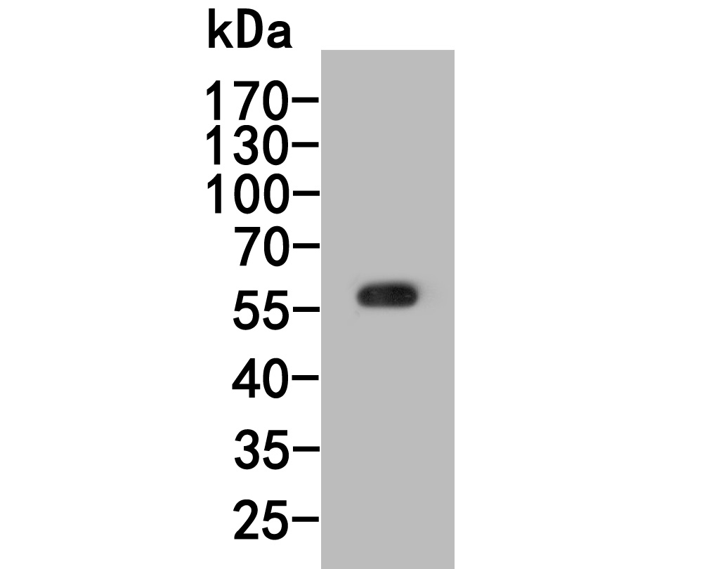 Western blot analysis of Cyclin A1 on rat testis tissue lysate. Proteins were transferred to a PVDF membrane and blocked with 5% NFDM/TBST for 1 hour at room temperature. The primary antibody (HA500287, 1/1,000) was used in 5% NFDM/TBST at room temperature for 2 hours. Goat Anti-Rabbit IgG - HRP Secondary Antibody (HA1001) at 1:200,000 dilution was used for 1 hour at room temperature.