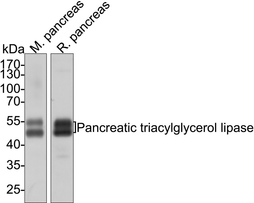 triacylglycerol lipase