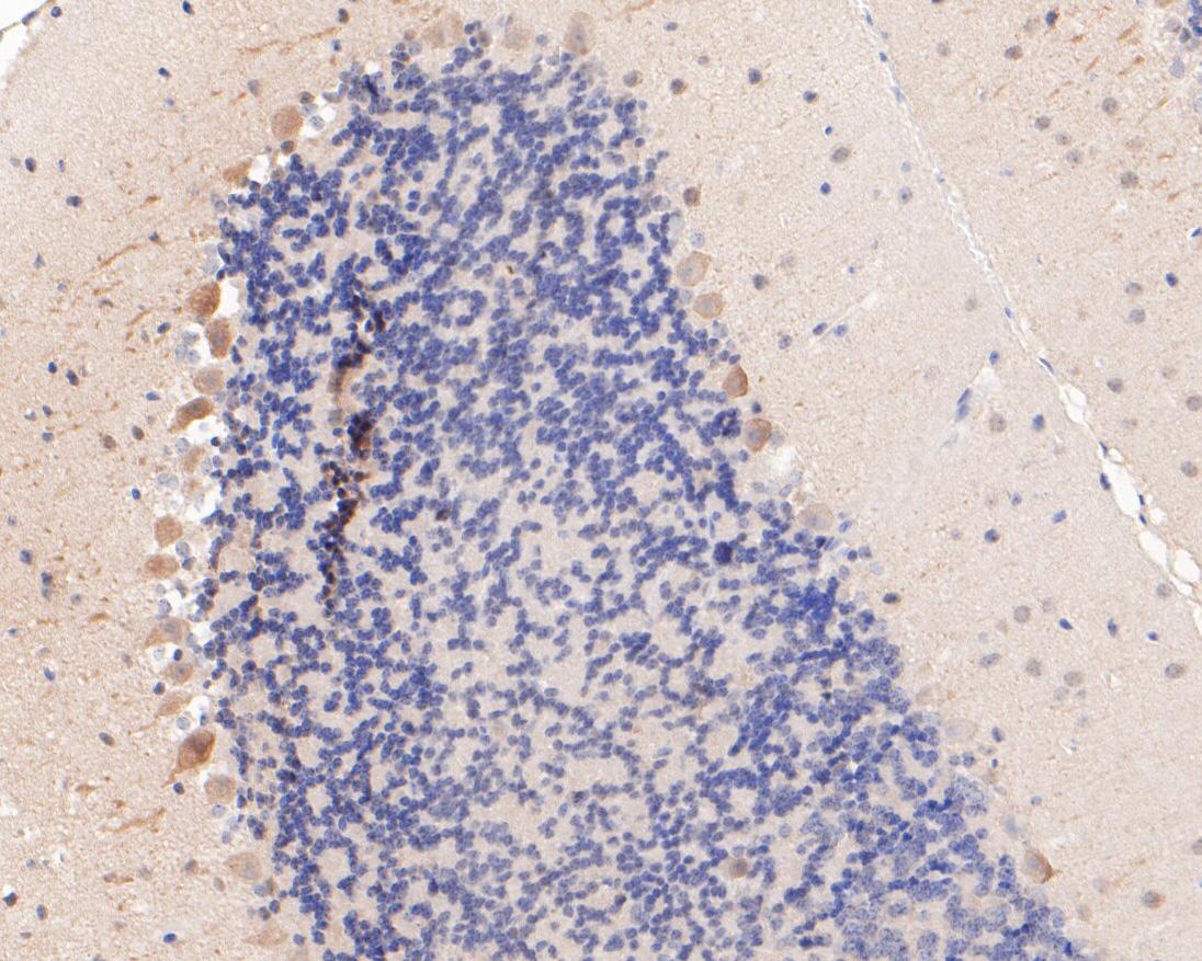 Immunohistochemical analysis of paraffin-embedded mouse cerebellum tissue using anti-MyT1L antibody. The section was pre-treated using heat mediated antigen retrieval with sodium citrate buffer (pH 6.0) for 20 minutes. The tissues were blocked in 5% BSA for 30 minutes at room temperature, washed with ddH2O and PBS, and then probed with the primary antibody (HA500297, 1/400)  for 30 minutes at room temperature. The detection was performed using an HRP conjugated compact polymer system. DAB was used as the chromogen. Tissues were counterstained with hematoxylin and mounted with DPX.