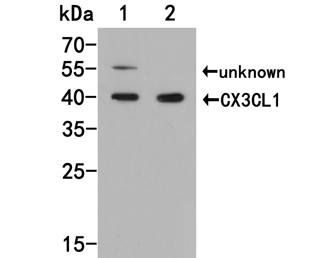 Western blot analysis of CX3CL1 on different lysates. Proteins were transferred to a PVDF membrane and blocked with 5% NFDM/TBST for 1 hour at room temperature. The primary antibody (HA500304, 1/1,000) was used in 5% NFDM/TBST at room temperature for 2 hours. Goat Anti-Rabbit IgG - HRP Secondary Antibody (HA1001) at 1:200,000 dilution was used for 1 hour at room temperature.<br />
Positive control: <br />
Lane 1: SK-BR-3 cell lysate<br />
Lane 2: HepG2 cell lysate