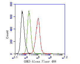 Flow cytometric analysis of GRK3 was done on SH-SY5Y cells. The cells were fixed, permeabilized and stained with the primary antibody (HA500317, 1ug/ml) (red) compared with Rabbit IgG, monoclonal  - Isotype Control (green). After incubation of the primary antibody at +4℃ for 1 hour, the cells were stained with a Alexa Fluor®488 conjugate-Goat anti-Rabbit IgG Secondary antibody at 1/1,000 dilution for 30 minutes at +4℃ (dark incubation).Unlabelled sample was used as a control (cells without incubation with primary antibody; black).