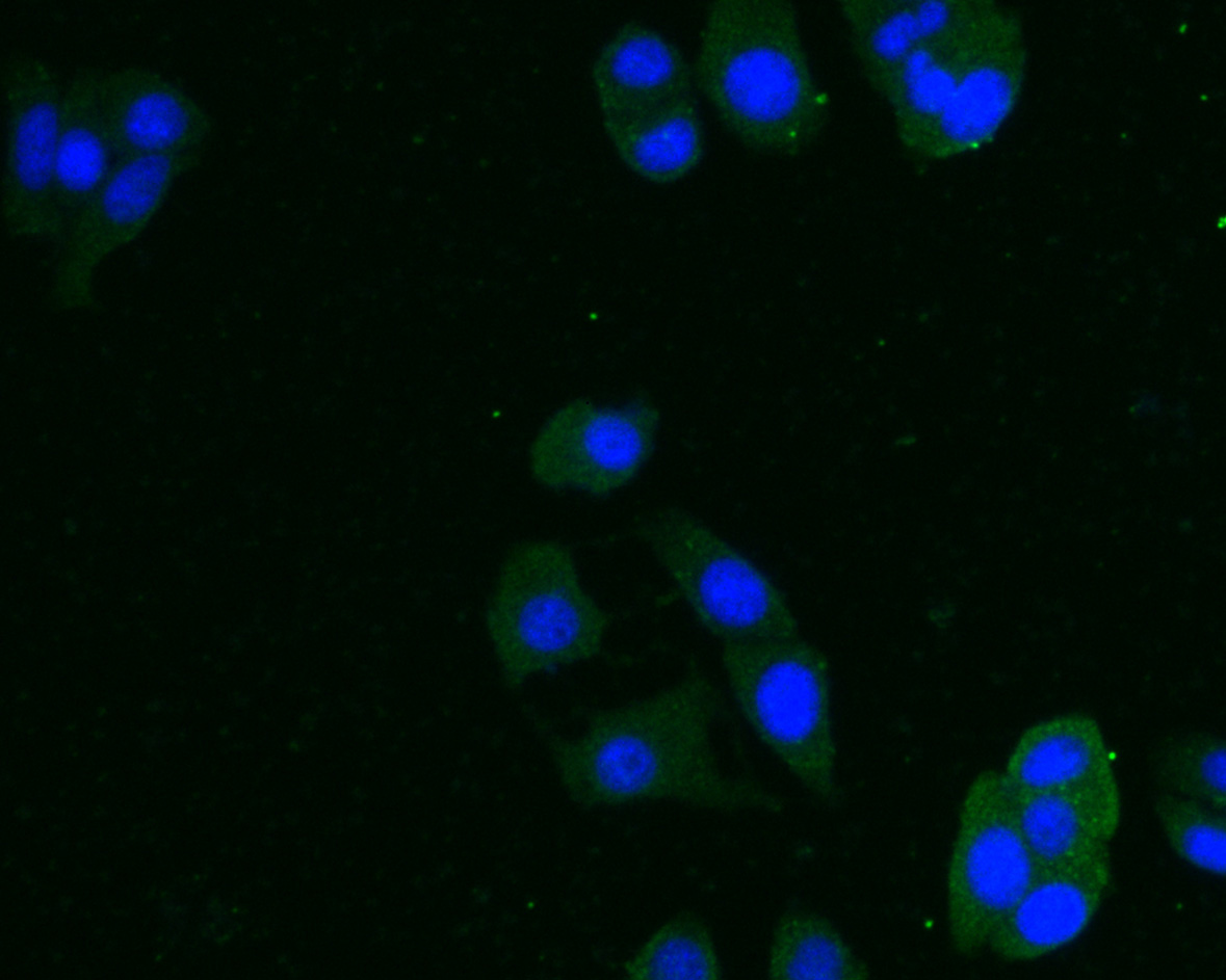 ICC staining of Inhibin alpha chain in MCF-7 cells (green). Formalin fixed cells were permeabilized with 0.1% Triton X-100 in TBS for 10 minutes at room temperature and blocked with 10% negative goat serum for 15 minutes at room temperature. Cells were probed with the primary antibody (HA500272, 1/200) for 1 hour at room temperature, washed with PBS. Alexa Fluor®488 conjugate-Goat anti-Rabbit IgG was used as the secondary antibody at 1/1,000 dilution. The nuclear counter stain is DAPI (blue).