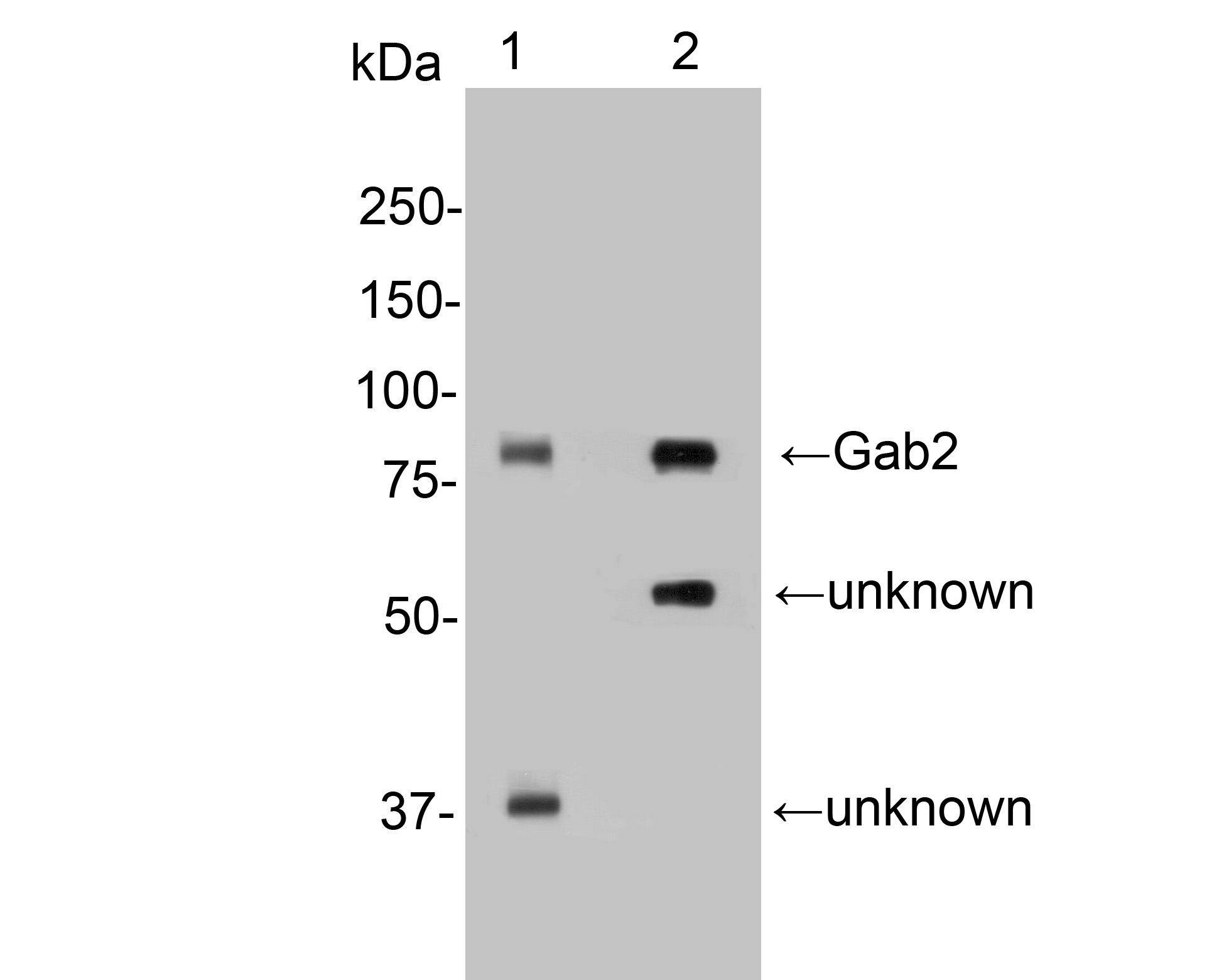 Western blot analysis of Gab2 on different lysates. Proteins were transferred to a PVDF membrane and blocked with 5% NFDM/TBST for 1 hour at room temperature. The primary antibody (HA500292, 1/1,000) was used in 5% NFDM/TBST at room temperature for 2 hours. Goat Anti-Rabbit IgG - HRP Secondary Antibody (HA1001) at 1:200,000 dilution was used for 1 hour at room temperature.<br />
Positive control: <br />
Lane 1: Hela cell lysate<br />
Lane 2: mouse brain tissue lysate