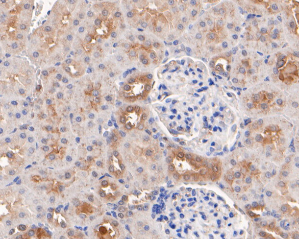 Immunohistochemical analysis of paraffin-embedded rat kidney tissue using anti-Gab2 antibody. The section was pre-treated using heat mediated antigen retrieval with Tris-EDTA buffer (pH 9.0) for 20 minutes.The tissues were blocked in 5% BSA for 30 minutes at room temperature, washed with ddH2O and PBS, and then probed with the primary antibody (HA500292, 1/400) for 30 minutes at room temperature. The detection was performed using an HRP conjugated compact polymer system. DAB was used as the chromogen. Tissues were counterstained with hematoxylin and mounted with DPX.