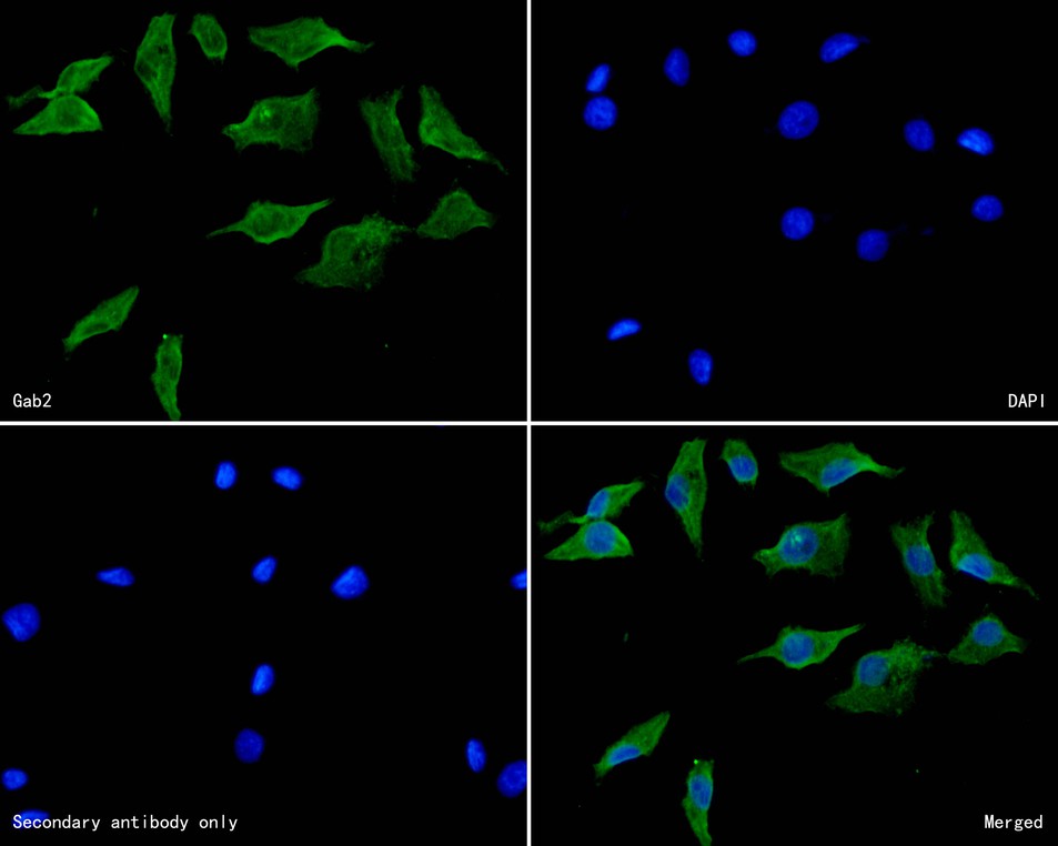 ICC staining of Gab2 in A549 cells (green). Formalin fixed cells were permeabilized with 0.1% Triton X-100 in TBS for 10 minutes at room temperature and blocked with 10% negative goat serum for 15 minutes at room temperature. Cells were probed with the primary antibody (HA500292, 1/50) for 1 hour at room temperature, washed with PBS. Alexa Fluor®488 conjugate-Goat anti-Rabbit IgG was used as the secondary antibody at 1/1,000 dilution. The nuclear counter stain is DAPI (blue).