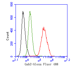 Flow cytometric analysis of Gab2 was done on SH-SY5Y cells. The cells were fixed, permeabilized and stained with the primary antibody (HA500292, 1ug/ml) (red) compared with Rabbit IgG, monoclonal  - Isotype Control (green). After incubation of the primary antibody at +4℃ for 1 hour, the cells were stained with a Alexa Fluor®488 conjugate-Goat anti-Rabbit IgG Secondary antibody at 1/1,000 dilution for 30 minutes at +4℃ (dark incubation).Unlabelled sample was used as a control (cells without incubation with primary antibody; black).
