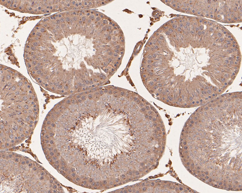 Immunohistochemical analysis of paraffin-embedded rat testis tissue using anti-FARS2 antibody. The section was pre-treated using heat mediated antigen retrieval with Tris-EDTA buffer (pH 9.0) for 20 minutes.The tissues were blocked in 5% BSA for 30 minutes at room temperature, washed with ddH2O and PBS, and then probed with the primary antibody (HA500261, 1/100) for 30 minutes at room temperature. The detection was performed using an HRP conjugated compact polymer system. DAB was used as the chromogen. Tissues were counterstained with hematoxylin and mounted with DPX.