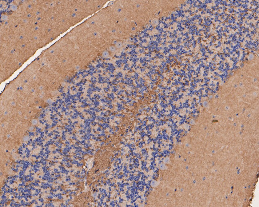 Immunohistochemical analysis of paraffin-embedded mouse cerebellum tissue using anti-FARS2 antibody. The section was pre-treated using heat mediated antigen retrieval with Tris-EDTA buffer (pH 9.0) for 20 minutes.The tissues were blocked in 5% BSA for 30 minutes at room temperature, washed with ddH2O and PBS, and then probed with the primary antibody (HA500261, 1/100) for 30 minutes at room temperature. The detection was performed using an HRP conjugated compact polymer system. DAB was used as the chromogen. Tissues were counterstained with hematoxylin and mounted with DPX.