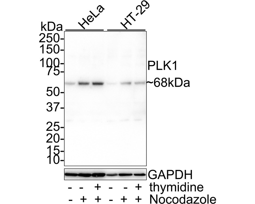 Western blot analysis of PLK1 on different lysates with Rabbit anti-PLK1 antibody (HA500281) at 1/1,000 dilution.<br />
<br />
Lane 1: HeLa whole cell lysate<br />
Lane 2: HeLa treated with 100nM Nocodazole for 24 hours whole cell lysate<br />
Lane 3: HeLa treated with 2mM thymidine for 16 hours then treated with 100nM Nocodazole for 24 hours whole cell lysate<br />
Lane 4: HT-29 whole cell lysate<br />
Lane 5: HT-29 treated with 100nM Nocodazole for 24 hours whole cell lysate<br />
Lane 6: HT-29 treated with 2mM thymidine for 16 hours then treated with 100nM Nocodazole for 24 hours whole cell lysate<br />
<br />
Lysates/proteins at 30 µg/Lane.<br />
<br />
Predicted band size: 68 kDa<br />
Observed band size: 68 kDa<br />
<br />
Exposure time: 2 minutes;<br />
<br />
4-20% SDS-PAGE gel.<br />
<br />
Proteins were transferred to a PVDF membrane and blocked with 5% NFDM/TBST for 1 hour at room temperature. The primary antibody (HA500281) at 1/1,000 dilution was used in 5% NFDM/TBST at room temperature for 2 hours. Goat Anti-Rabbit IgG - HRP Secondary Antibody (HA1001) at 1:100,000 dilution was used for 1 hour at room temperature.